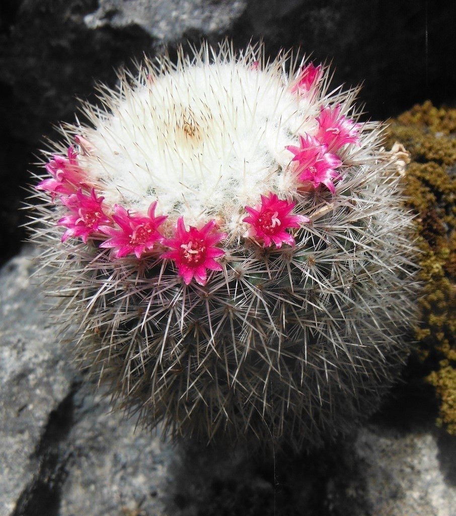 Mammillaria albilanata 